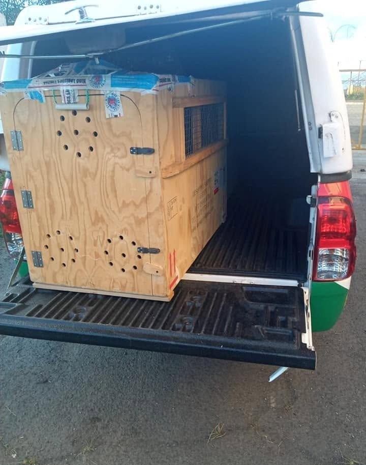 Wooden travel crate loaded into the back of a pickup truck