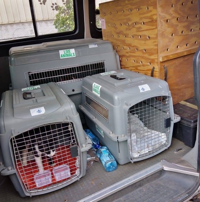 Live animal travel crates loaded in the van, labeled and ready for transport
