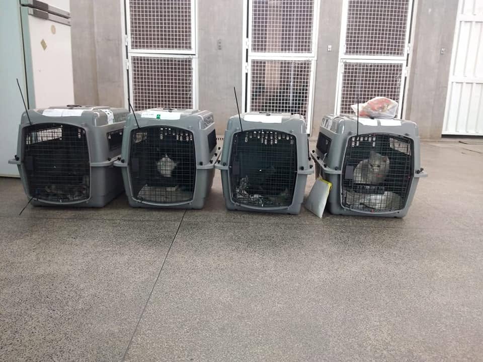 Four IATA-approved travel crates lined up ready for inspection