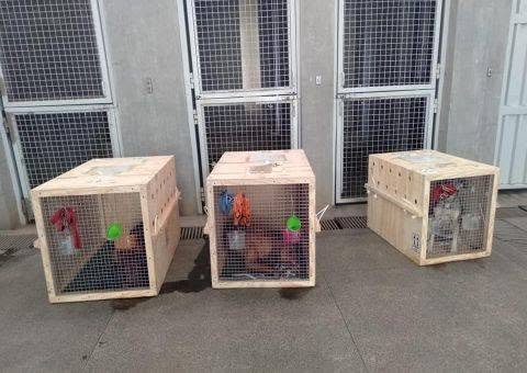 Three wooden travel crates staged outside our facility ahead of departure