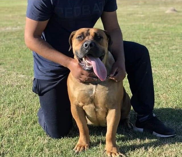Prime Airpets handler with a dog ahead of its journey