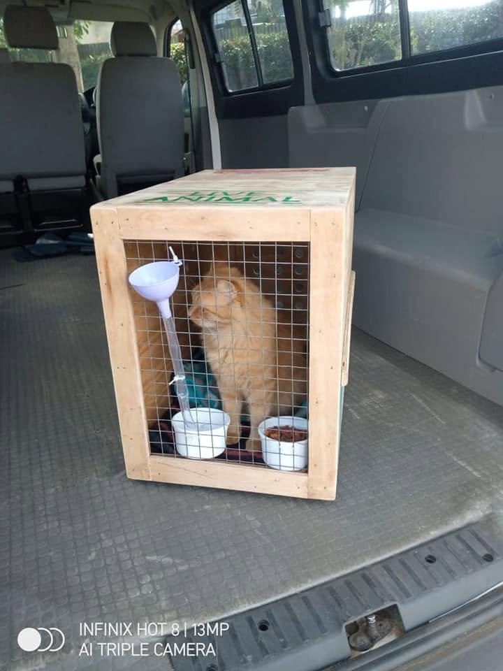 Cat in a wooden travel crate in the back of a car