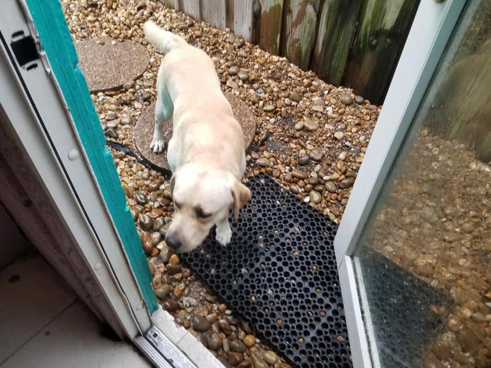 Puppy heading outside ahead of a trip