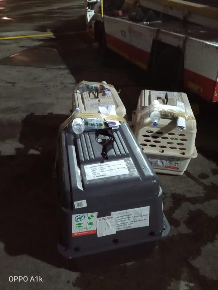 Travel crate secured and ready for departure