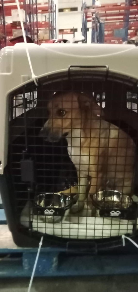 Dog in an IATA travel crate with food and water bowls