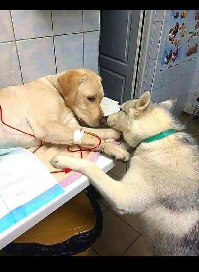 Two dogs together ahead of their journey