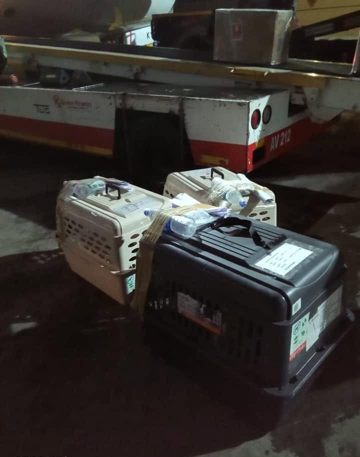 Travel crate staged for a night flight