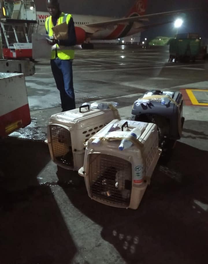 Handler with travel crates on the tarmac at night, aircraft behind