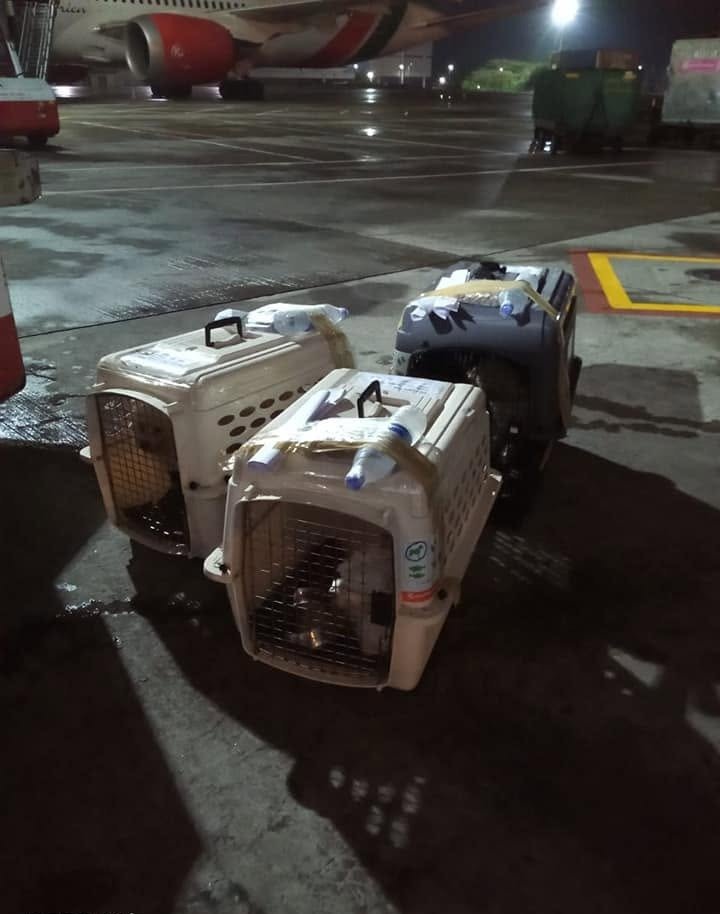 Travel crates on the tarmac beside the aircraft, at night