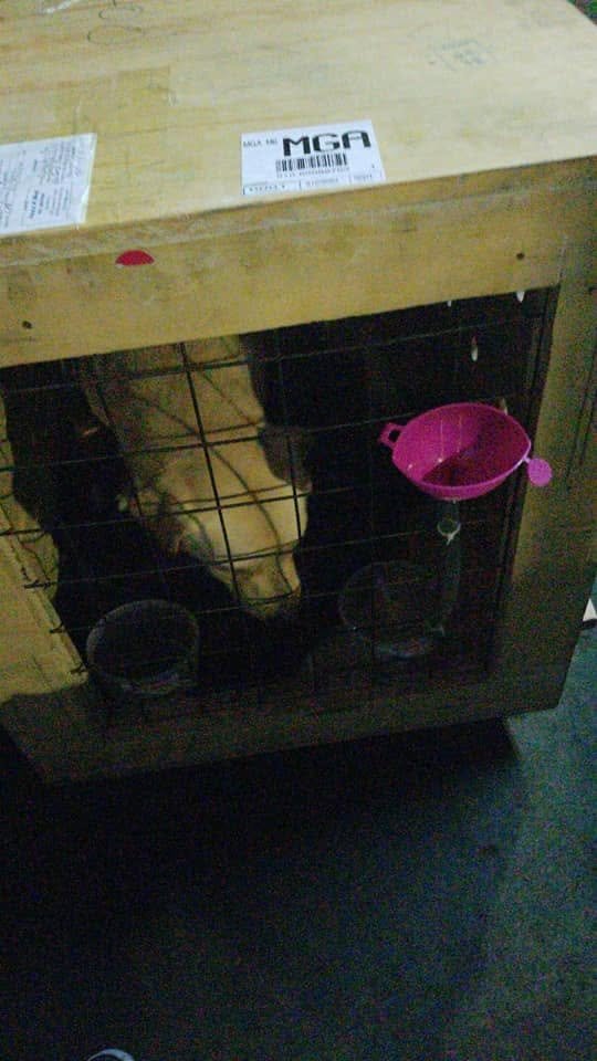 Travel crate ready ahead of collection