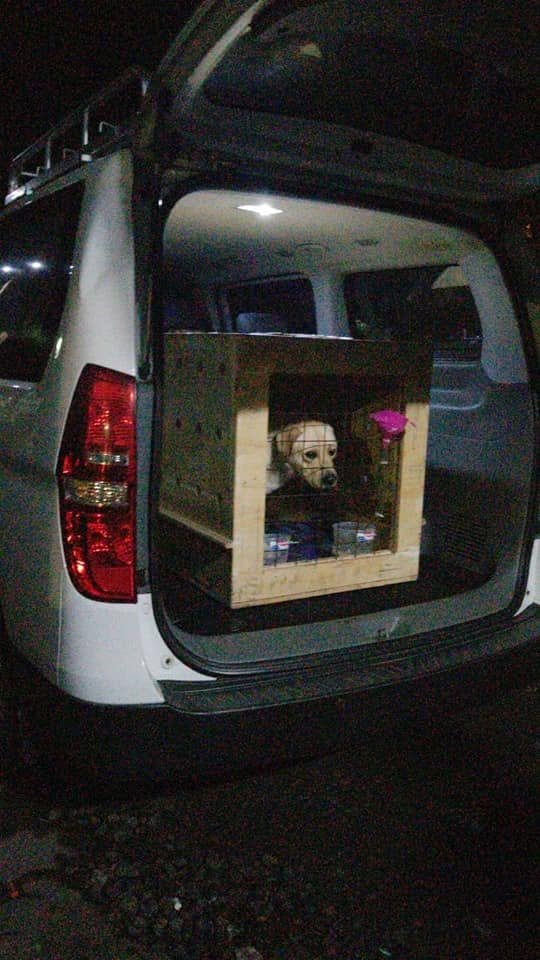 Dog in a travel crate ready for the road
