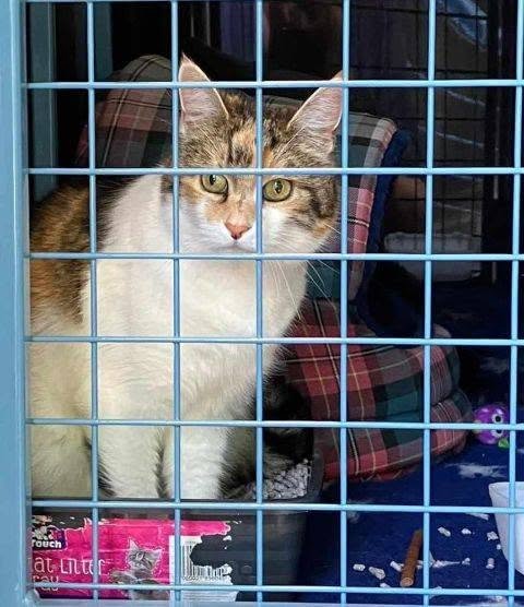 Cat in a travel carrier ahead of departure