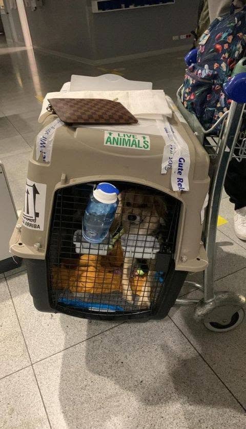 Travel crate loaded and ready for transport